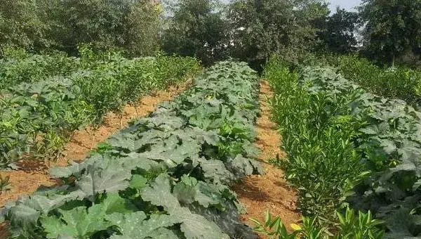 西葫芦栽培技术 露地西葫芦种植技术