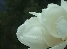 栀子花养植技巧