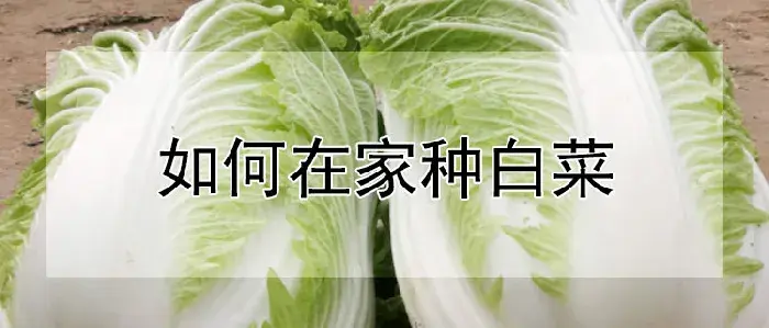 如何在家种白菜