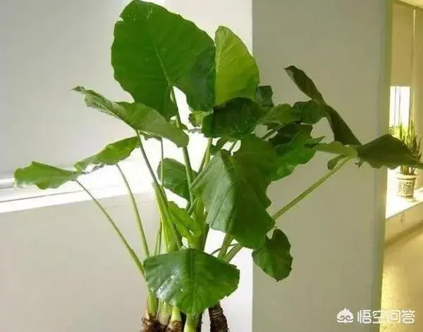 除甲醛十大有效排名植物，你知道吗？