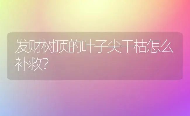 发财树顶的叶子尖干枯怎么补救？ | 植物问答