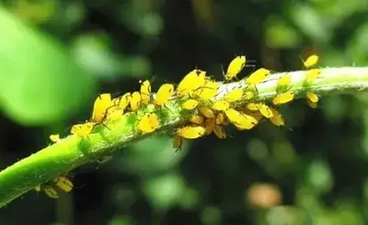 猕猴桃花蕾期蚜虫怎样防治