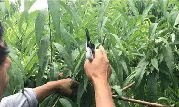 桃树夏季修剪注意什么