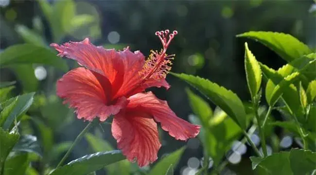 紫荆花叶片发黄原因及防治方法