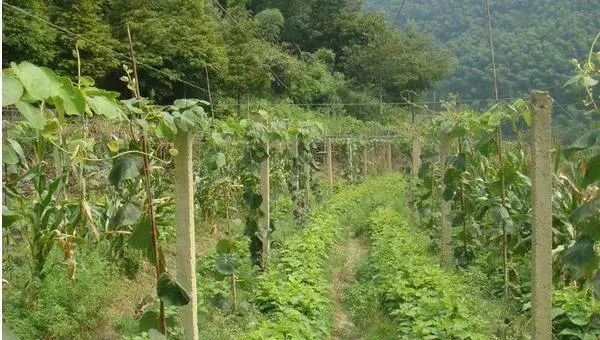 中华猕猴桃种植技术