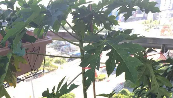 木瓜树盆景养殖方法