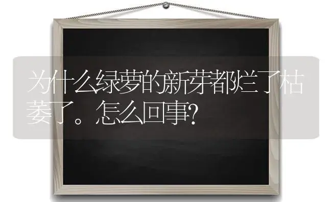 为什么绿萝的新芽都烂了枯萎了。怎么回事？ | 植物问答