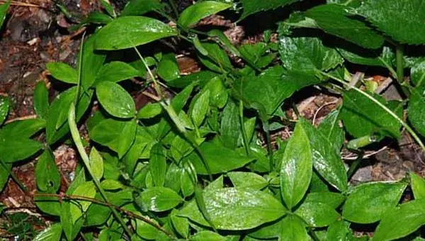 半夏种植时间及高产栽培技术  半夏的生存环境