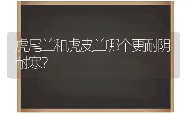 虎尾兰和虎皮兰哪个更耐阴耐寒？ | 植物问答