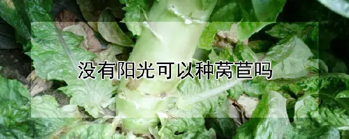 没有阳光可以种莴苣吗