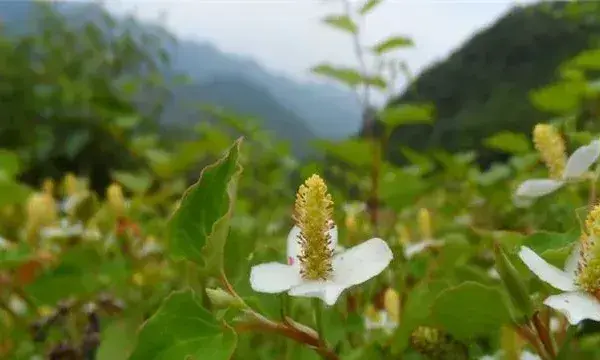  鱼腥草对生长环境的要求