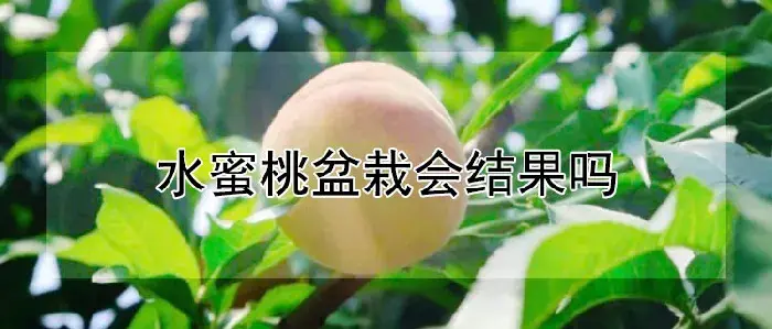 水蜜桃盆栽会结果吗
