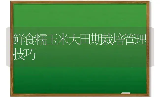鲜食糯玉米大田期栽培管理技巧 | 植物科普