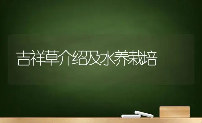 吉祥草介绍及水养栽培 | 植物科普