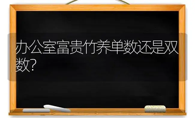 办公室富贵竹养单数还是双数？ | 植物问答