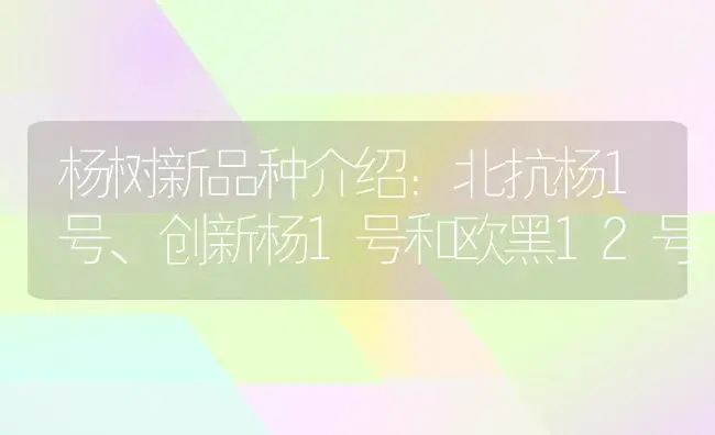 杨树新品种介绍：北抗杨1号、创新杨1号和欧黑12号 | 植物知识