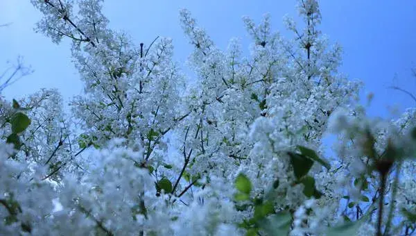 丁香种子有哪些常见品种推荐