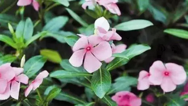 长春花怎么养 长春花的养殖方法与注意事项