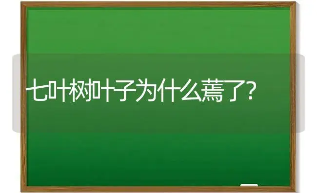 七叶树叶子为什么蔫了？ | 植物问答