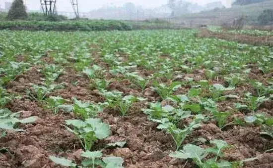 华油杂62油菜机械化种植高产管理技术