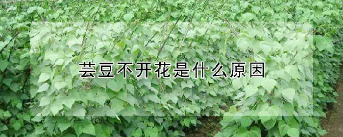 芸豆不开花是什么原因