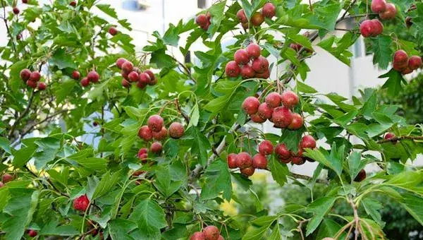 大果山楂种植技术