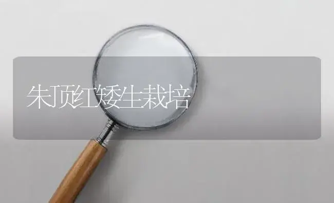 朱顶红矮生栽培 | 植物知识