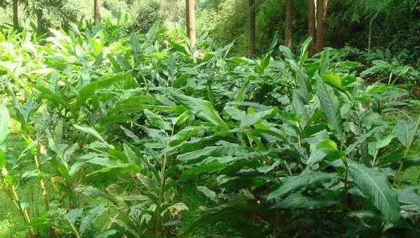 草果种植收入高吗 草果种植一亩要多少苗