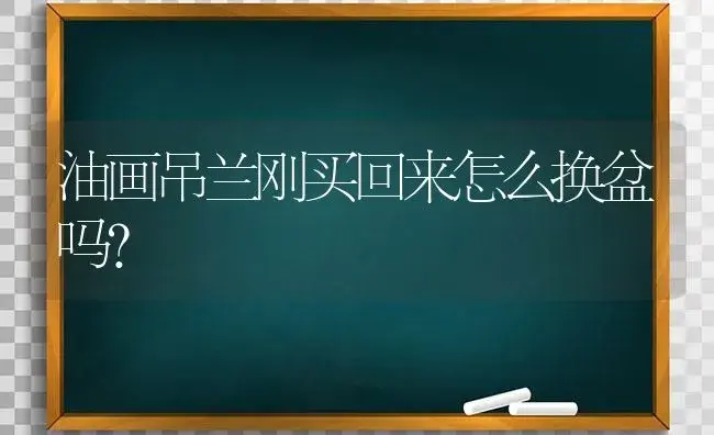 油画吊兰刚买回来怎么换盆吗？ | 植物问答