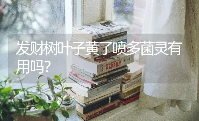 发财树叶子黄了喷多菌灵有用吗？ | 植物问答