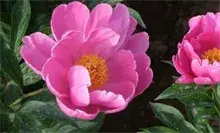 芍药花的种植方法