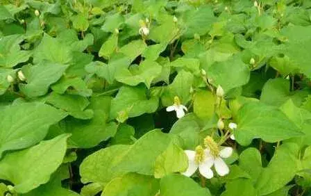 覆盖法种植鱼腥草