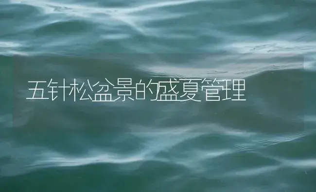 五针松盆景的盛夏管理 | 植物知识