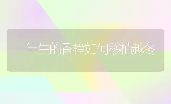一年生的香樟如何移植越冬 | 植物科普