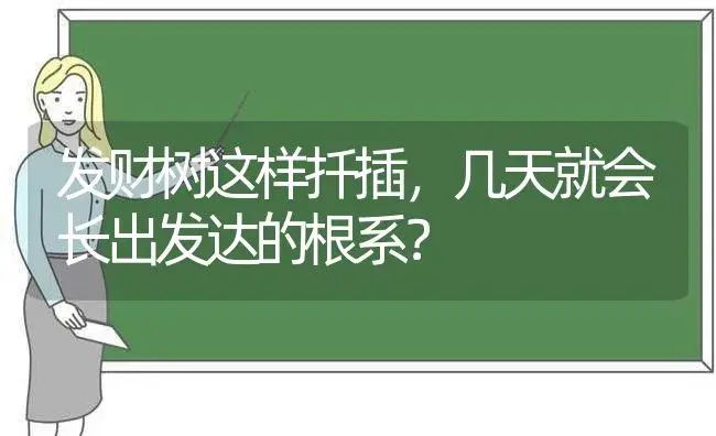 发财树这样扦插，几天就会长出发达的根系？ | 植物问答