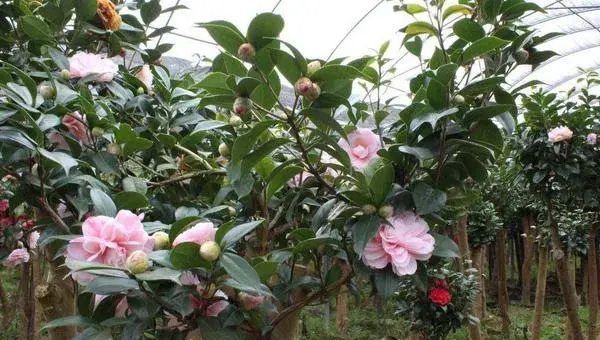 茶花可以扦插繁殖吗 茶花怎么嫁接（什么时候）