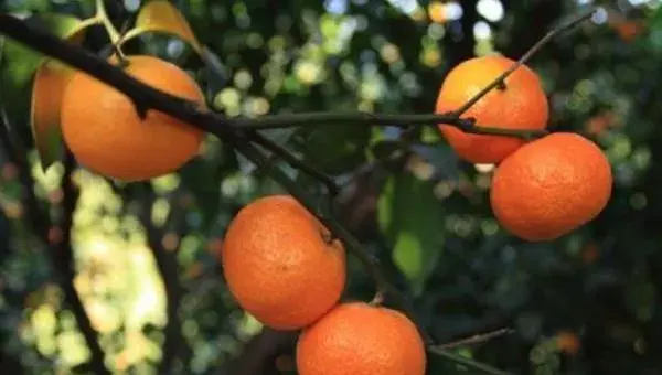 2018种砂糖橘赚钱吗？砂糖橘种植的利润与投资成本及前景预测