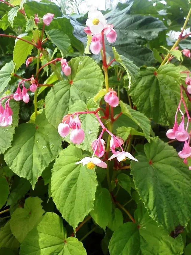 同和蟆草叶一样的花叫啥花？