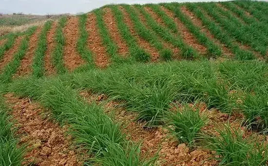 黄花菜什么时候种植，种植技术介绍