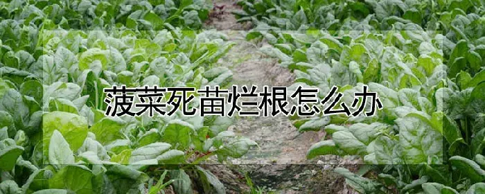 菠菜死苗烂根怎么办