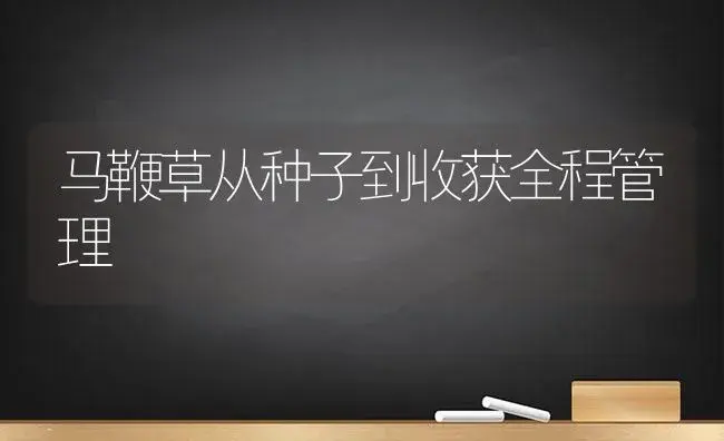 马鞭草从种子到收获全程管理 | 植物科普