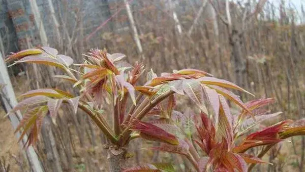 香椿种植技术