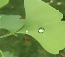 湖南公路边新添5000株银杏树
