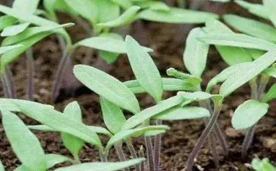 夏季种植茄子高产管理技术