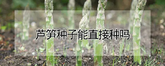 芦笋种子能直接种吗
