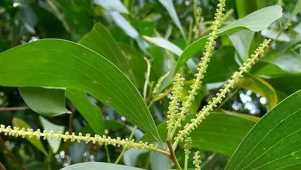 山毛豆种植技术