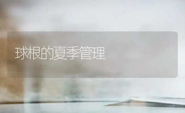 球根的夏季管理 | 植物知识