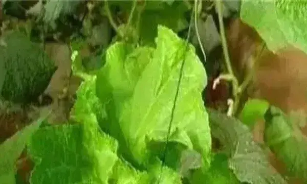 黄瓜龙头生长异常原因及防治措施