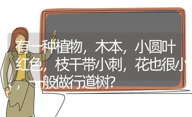 有一种植物，木本，小圆叶红色，枝干带小刺，花也很小，一般做行道树？ | 植物问答