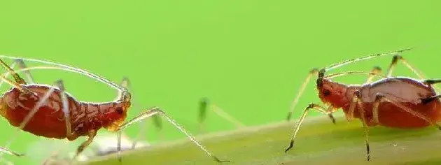 蚜虫的天敌有哪些？生物防治的方法有哪些